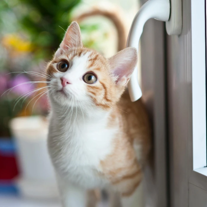 Adorable tabby kitten with orange fur curiously looking outside through the window.